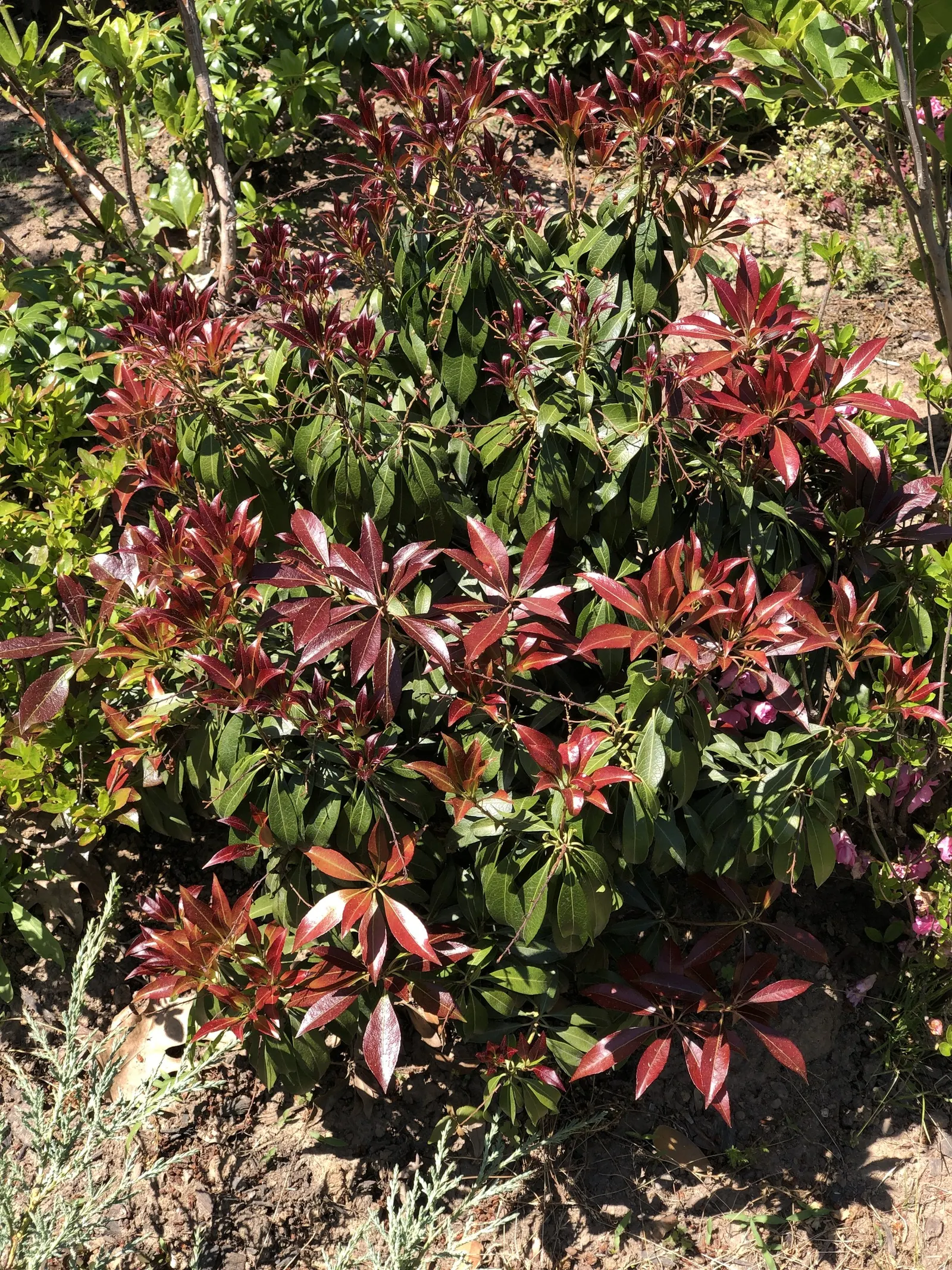 Katsura Pieris (Pieris Japonica 'Katsura') — The Pieris japonica 'Katsura' is a striking evergreen shrub