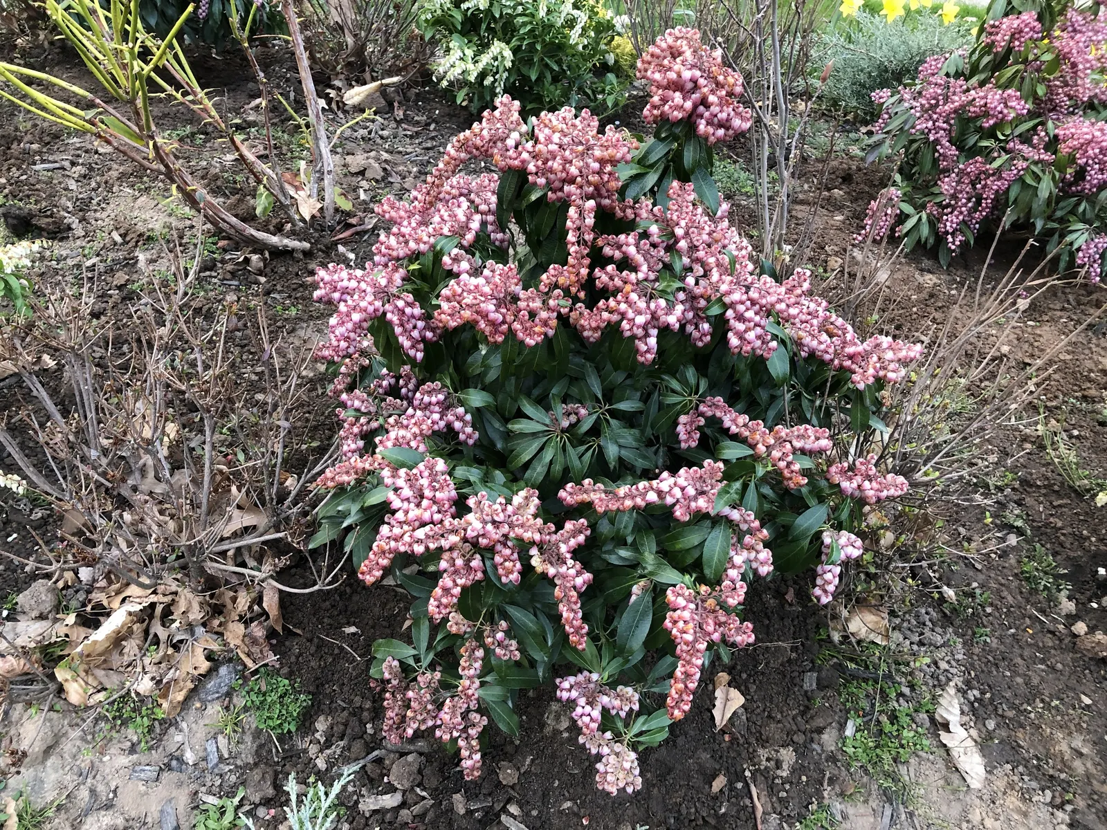Katsura Pieris (Pieris Japonica 'Katsura') — the \'Katsura\' delights with bell-shaped
