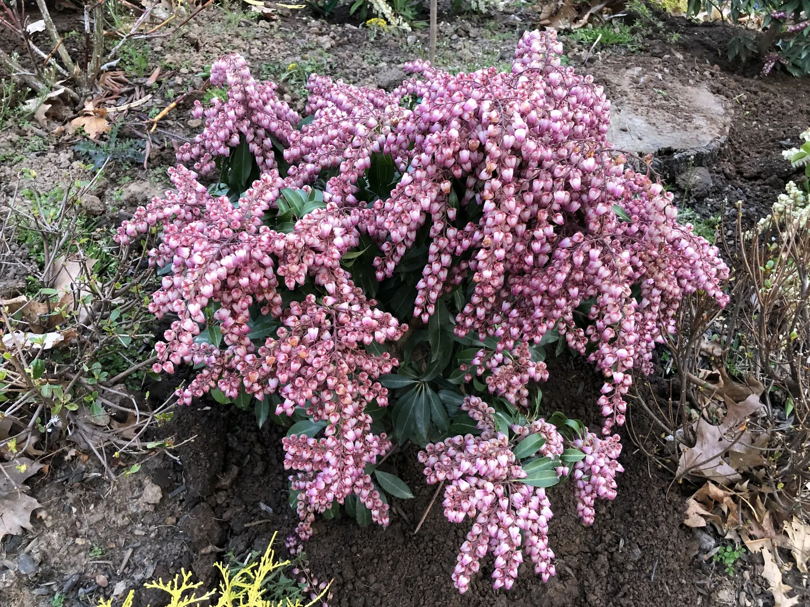 Katsura Pieris (Pieris Japonica 'Katsura') — Preferring partial shade and well-drained