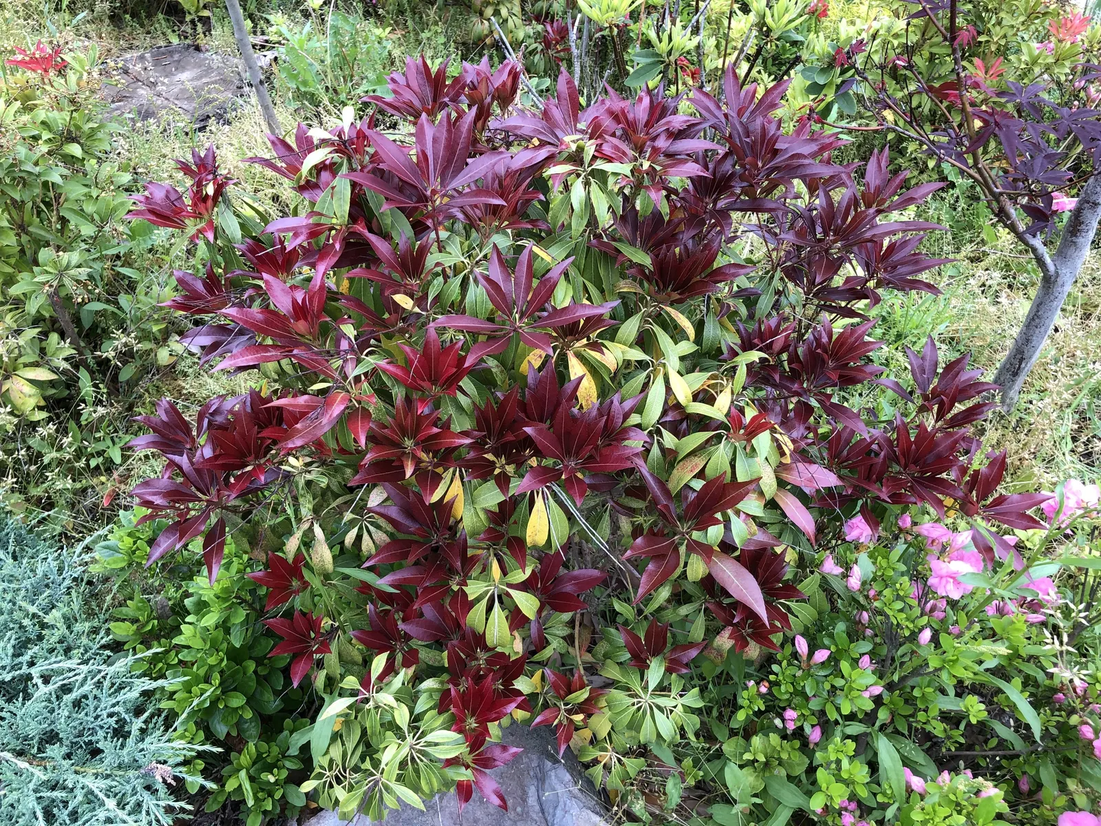 Katsura Pieris (Pieris Japonica 'Katsura') — pendulous clusters of pink flowers that emerge in early spring