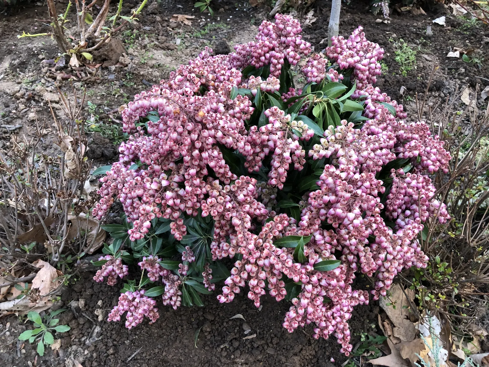 Katsura Pieris (Pieris Japonica 'Katsura') — lance-shaped young foliage which gradually matures to a lush dark green