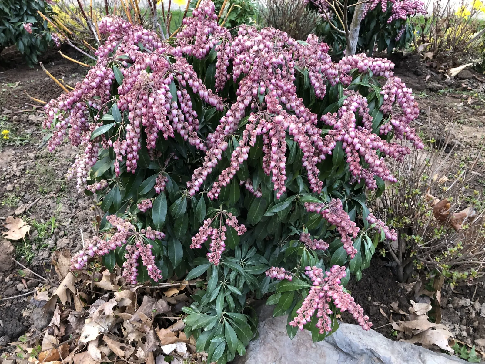 Katsura Pieris (Pieris Japonica 'Katsura') — A compact variety, it reaches up to 4 feet in height and spread
