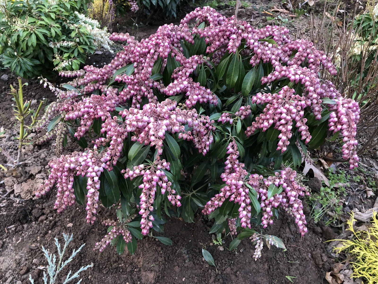 Katsura Pieris (Pieris Japonica 'Katsura') — it's perfect for adding layered contrast to woodland gardens in USDA zones 5-8