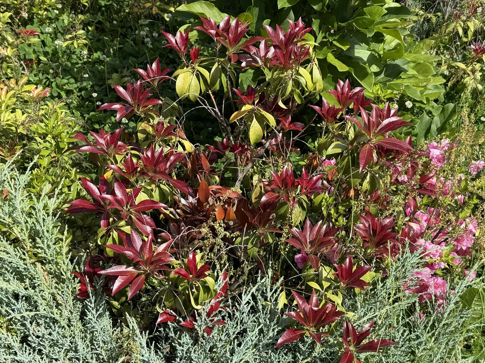 Katsura Pieris (Pieris Japonica 'Katsura') — These pendulous inflorescences can grow up to 6 inches long