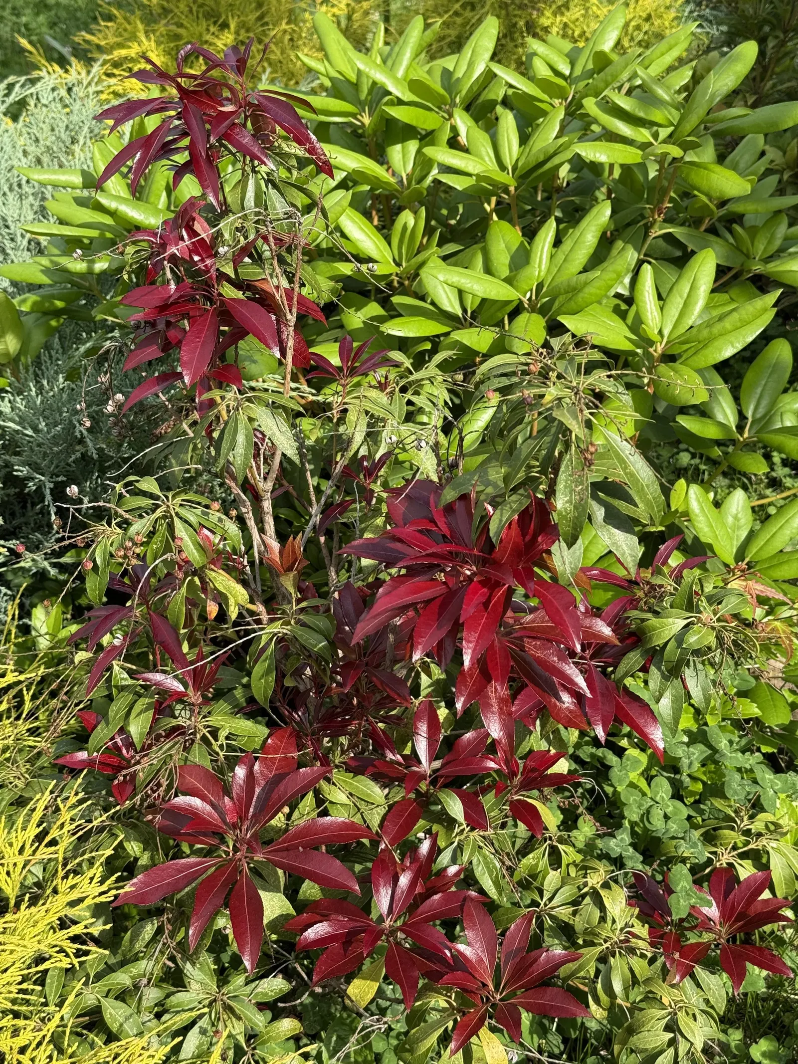 Katsura Pieris (Pieris Japonica 'Katsura') — this shrub makes an ideal specimen or foundation plant