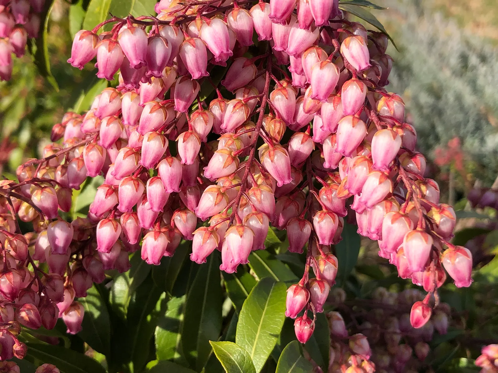Katsura Pieris (Pieris Japonica 'Katsura') — commonly known as Katsura Pieris or Japanese Andromeda
