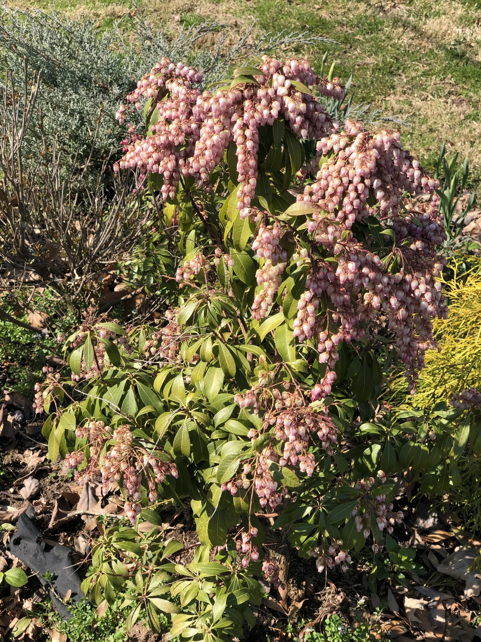 Katsura Pieris (Pieris Japonica 'Katsura') — exhibits a vibrant display of deep purple