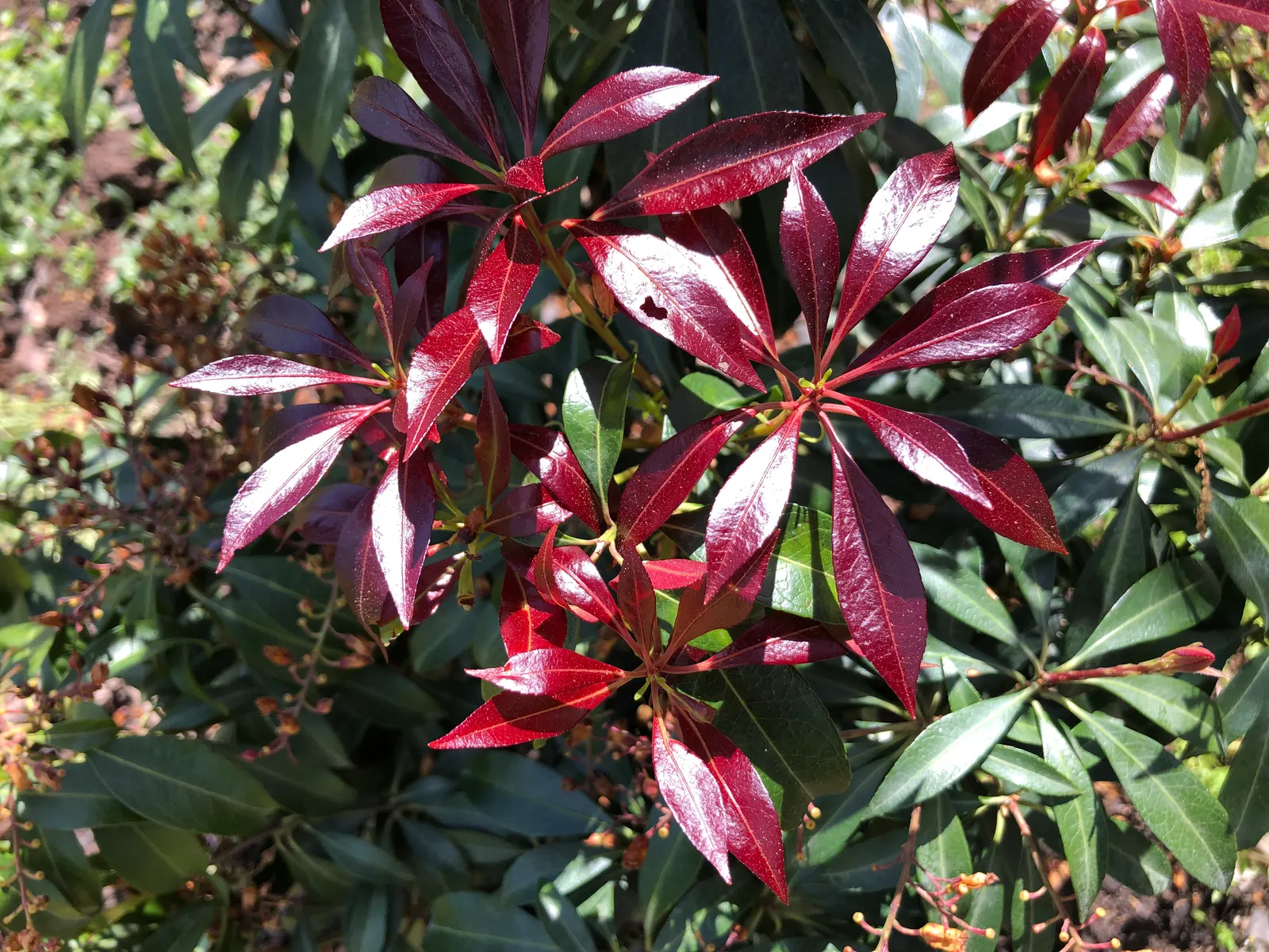 Katsura Pieris (Pieris Japonica 'Katsura') — Its new foliage unfurls in a vibrant burgundy, aging to a deep green