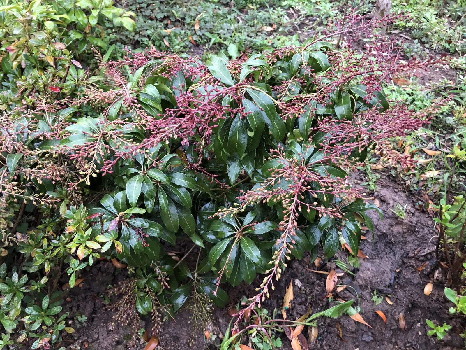 Katsura Pieris (Pieris Japonica 'Katsura') — It\'s also perfect for creating tiered effects when planted among lower-growing companion plants