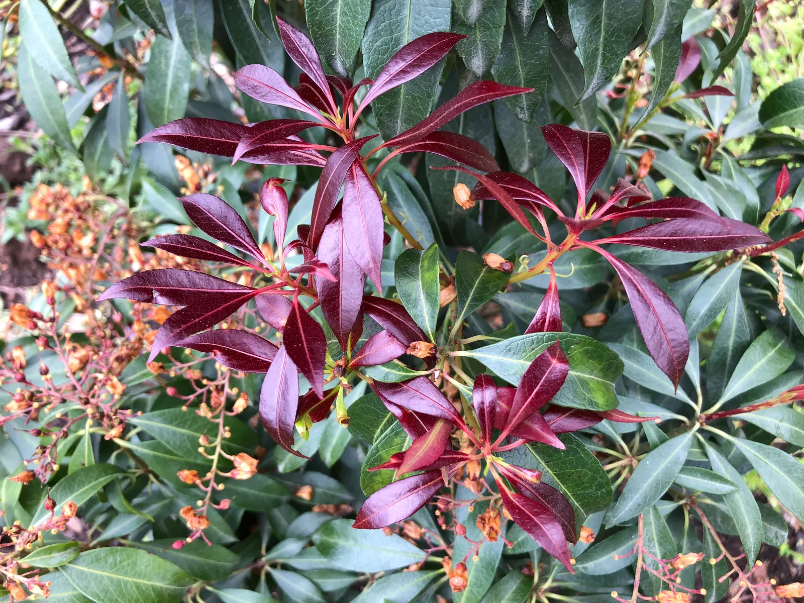 Katsura Pieris (Pieris Japonica 'Katsura') — and resistance to deer further enhance its value in a customized garden design