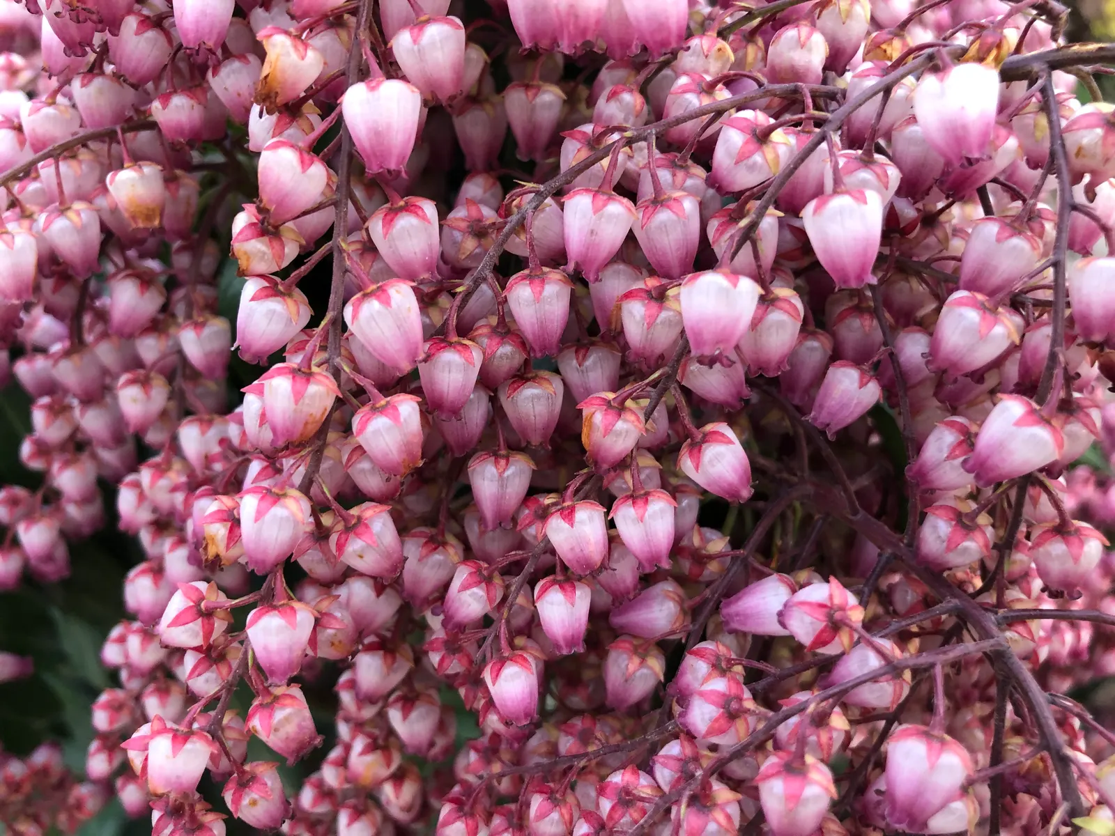 Katsura Pieris (Pieris Japonica 'Katsura') — showcasing a preference for acidic