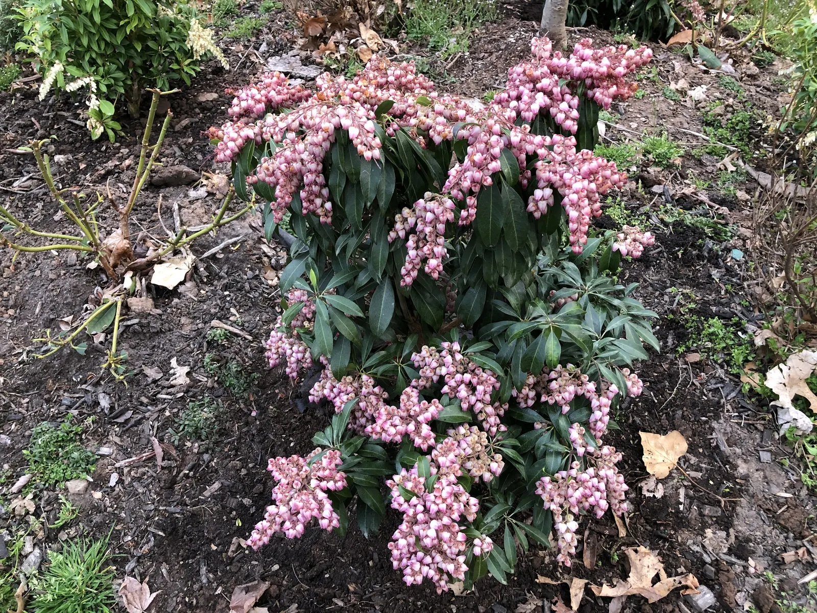 Katsura Pieris (Pieris Japonica 'Katsura') — rose-hued flower clusters that hang gracefully from arched stems