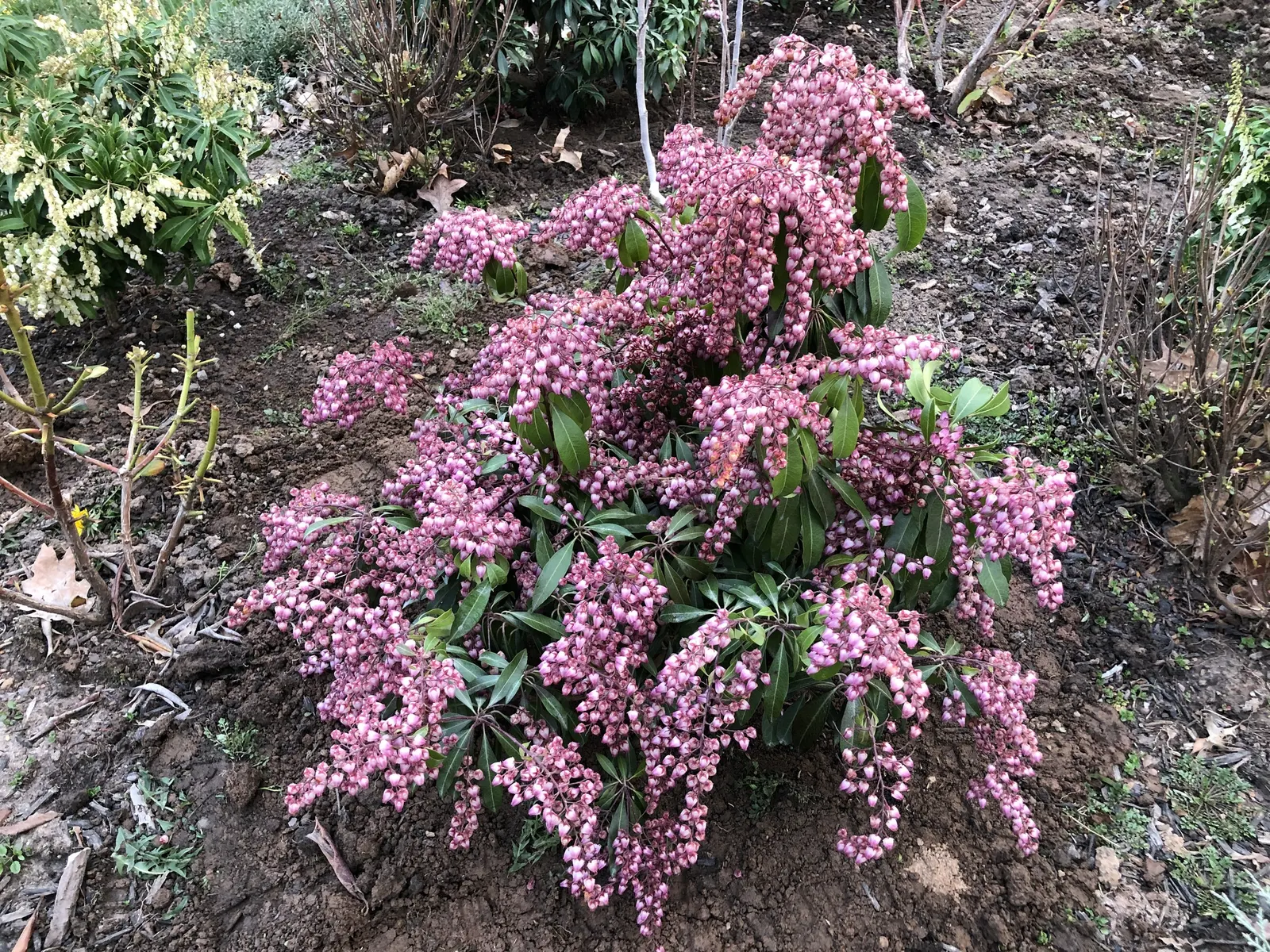 Katsura Pieris (Pieris Japonica 'Katsura') — evoking an image of a floral chandelier