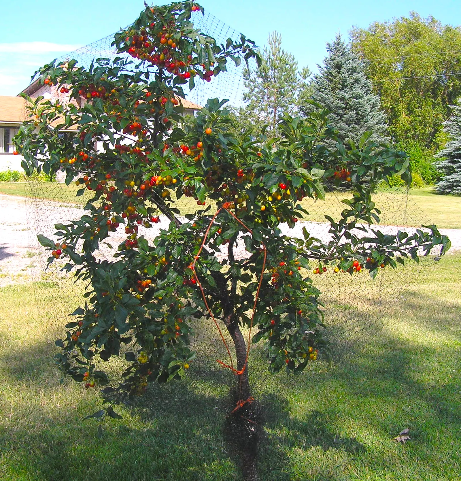 Evans Bali Cherry (Prunus Cerasus 'Evans') — standing 12-15 feet tall with an equal spread