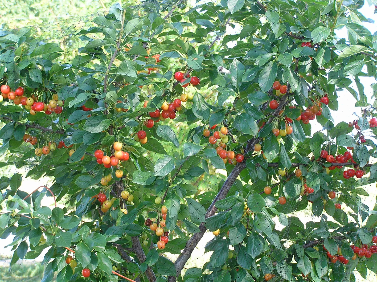 Evans Bali Cherry (Prunus Cerasus 'Evans') — Hardy in zones 3-8, this self-fertile specimen prefers full sun and well-drained soil
