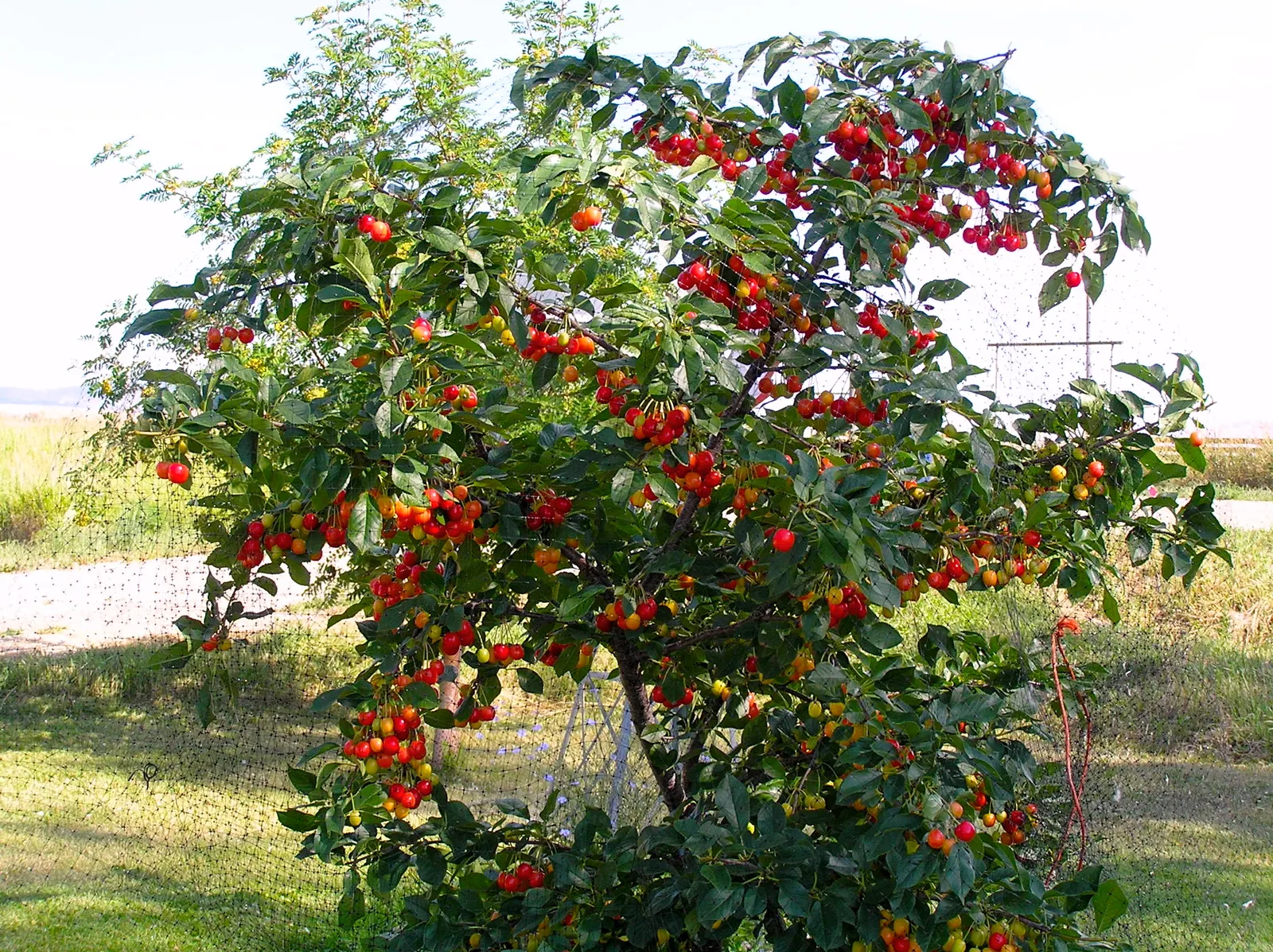 Evans Bali Cherry (Prunus Cerasus 'Evans') — Its showy spring blooms yield abundant tart cherries in summer, perfect for pies and preserves