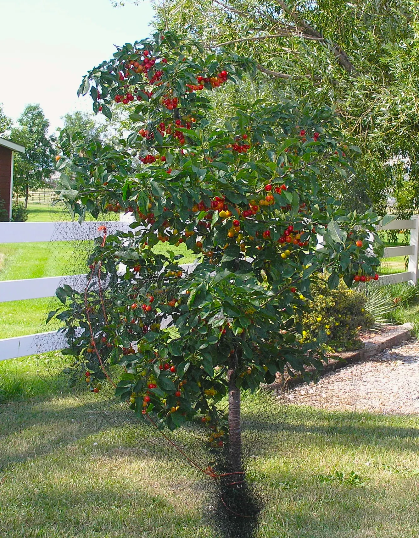 Evans Bali Cherry (Prunus Cerasus 'Evans') — With rich green foliage turning to fiery hues in fall, it offers multi-seasonal interest