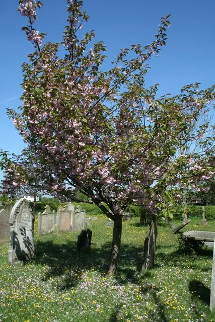 Evans Bali Cherry (Prunus Cerasus 'Evans') — The Evans Bali Cherry (Prunus cerasus 'Evans') is a resilient deciduous tree