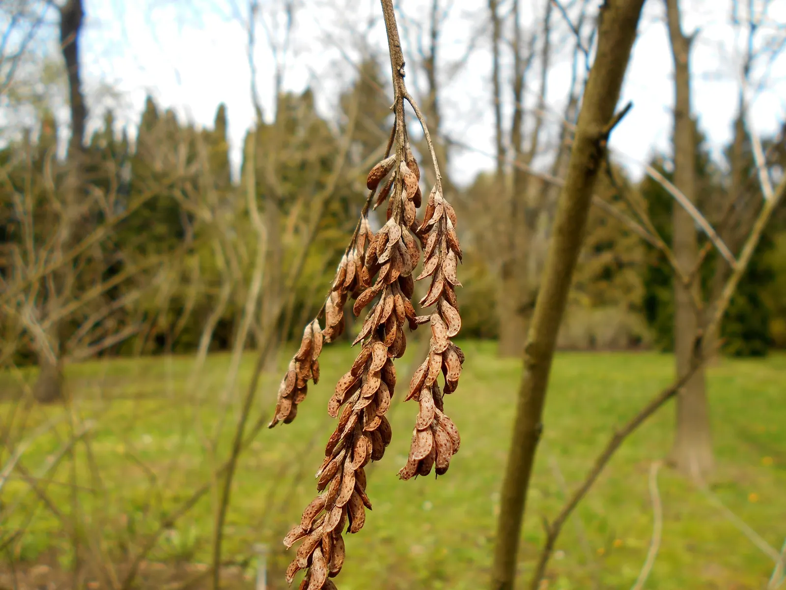 California False Indigo Bush (Amorpha Californica) — The California False Indigo Bush (Amorpha californica) is a North American native