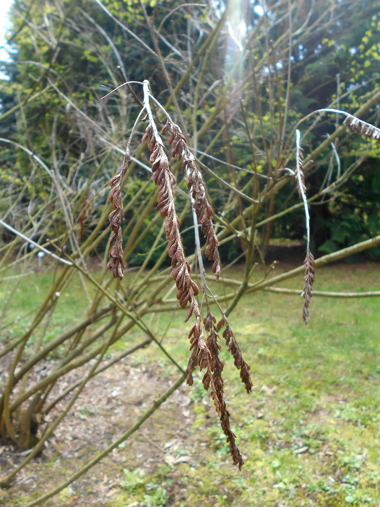 California False Indigo Bush (Amorpha Californica) — it‚Äôs ideal for xeriscaping