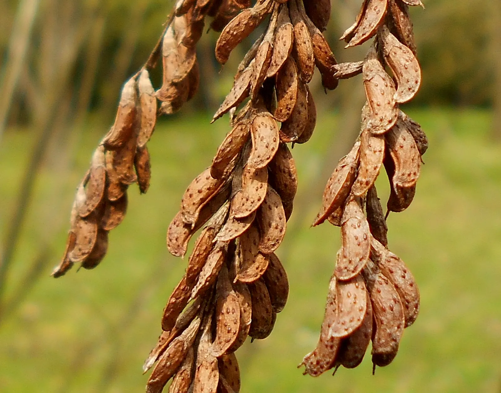 California False Indigo Bush (Amorpha Californica) — Drought-tolerant and low-maintenance