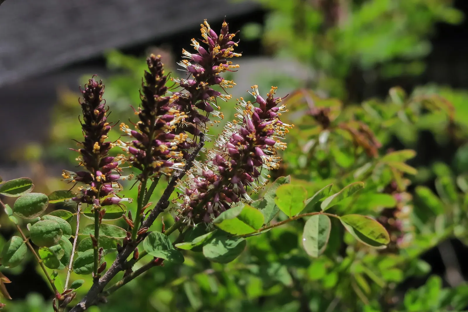 California False Indigo Bush (Amorpha Californica) — commonly referred to as California False Indigo Bush