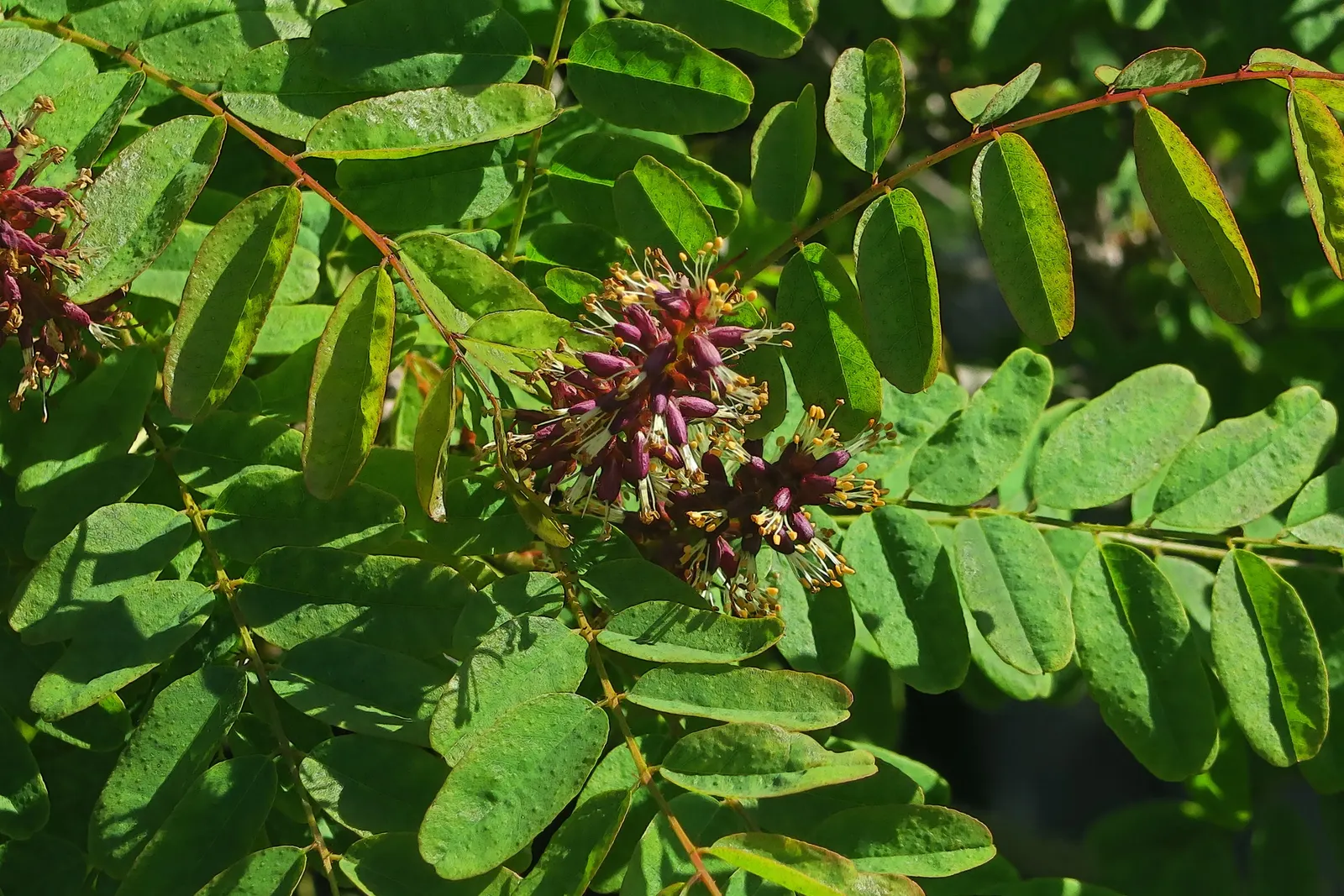 California False Indigo Bush (Amorpha Californica) — It thrives in USDA zones 7-10, preferring well-drained soils