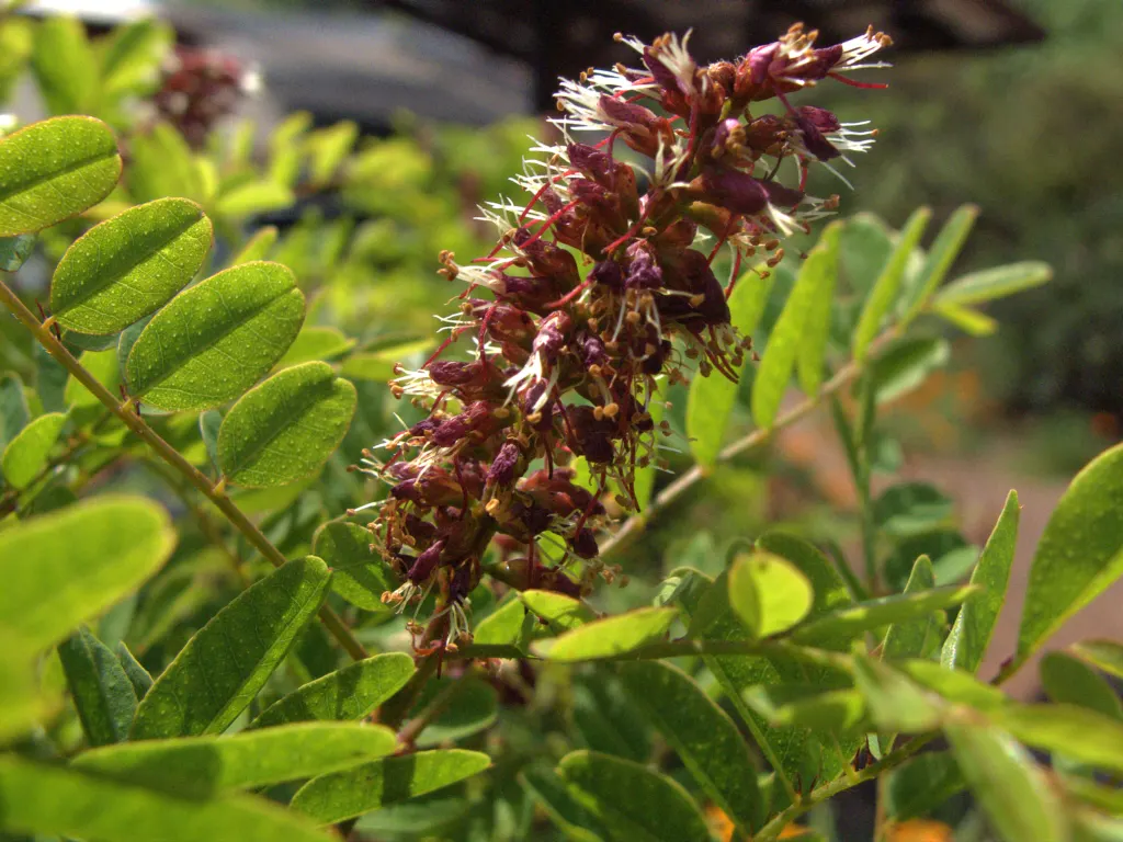 California False Indigo Bush (Amorpha Californica) — Full sun exposure yields optimal blooming