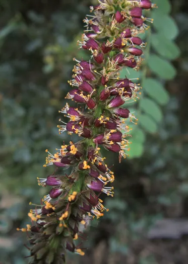 California False Indigo Bush (Amorpha Californica) — drawing pollinators while providing erosion control