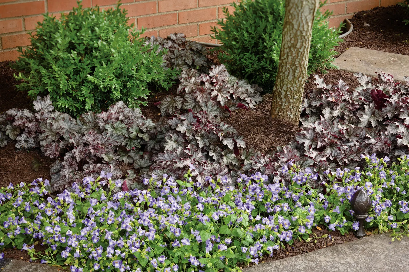 'Prom Dress' Coral Bells (Heuchera hybrid) — and rosy-violet new growth