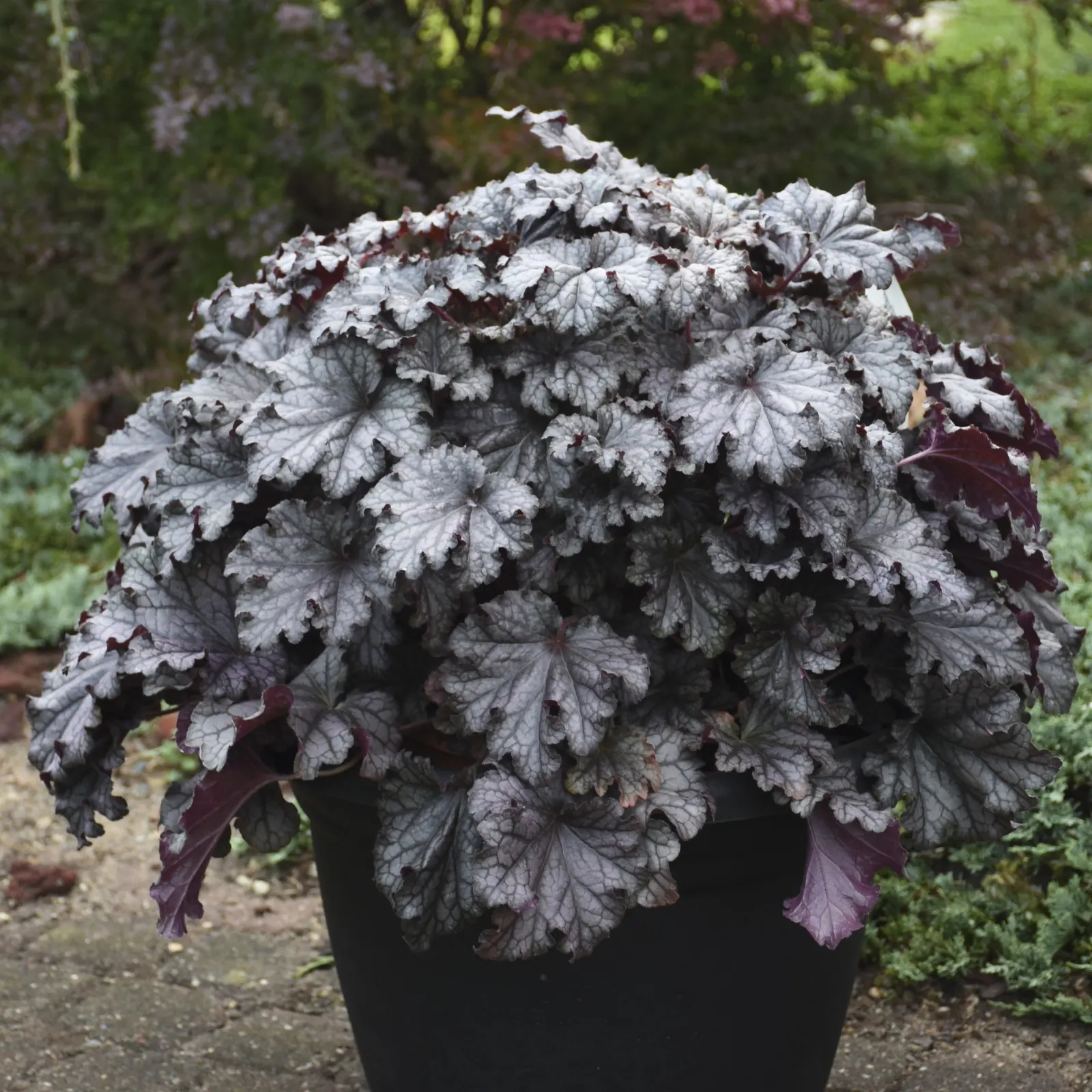 'Prom Dress' Coral Bells (Heuchera hybrid) — The Heuchera hybrid 'Prom Dress' is a mounded perennial with ruffled pewter-silver leaves