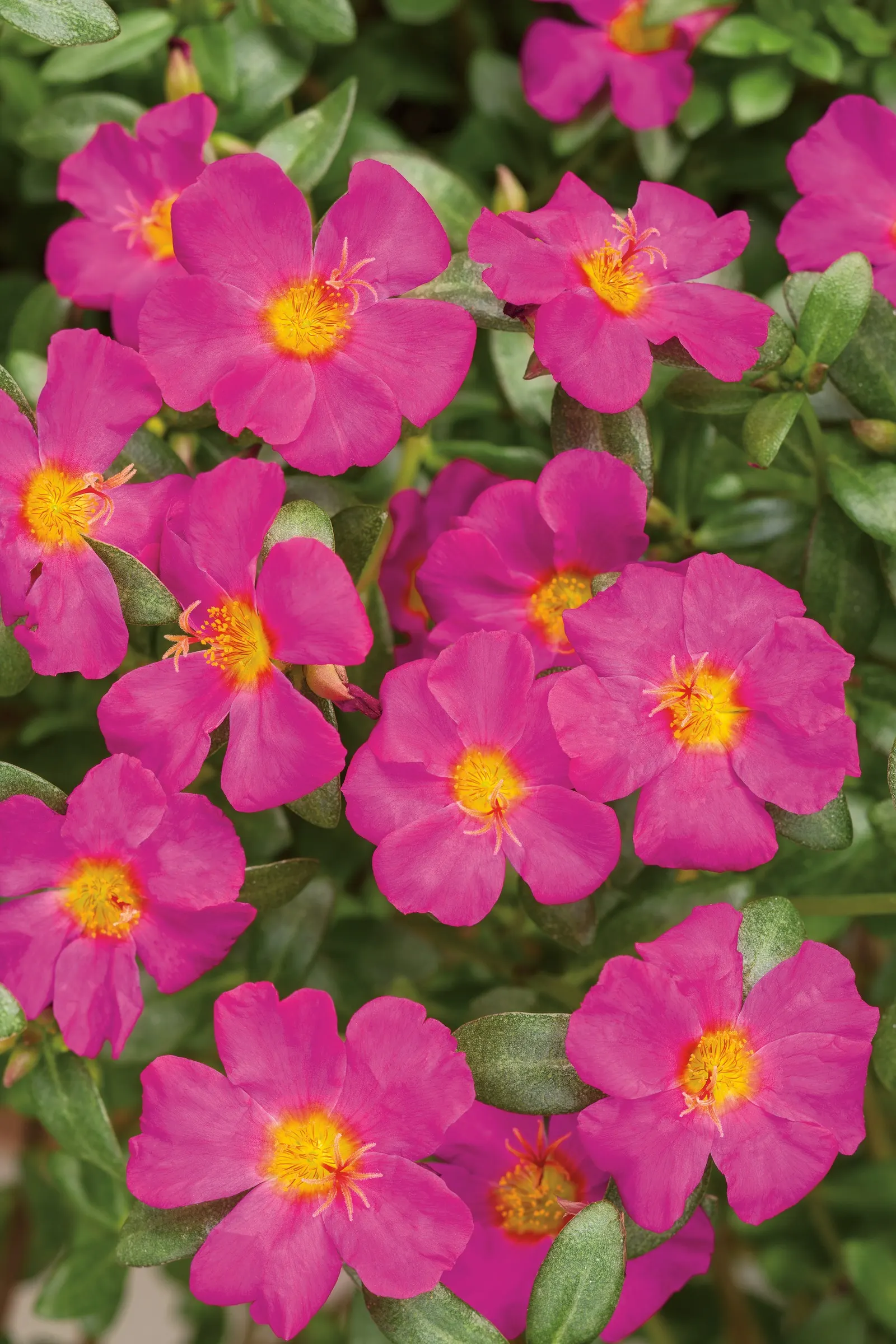 Purslane (Portulaca oleracea) — with 8 to 10 inches of spacing allowing plants to knit together gracefully; while bees and butterflies are drawn to their bright