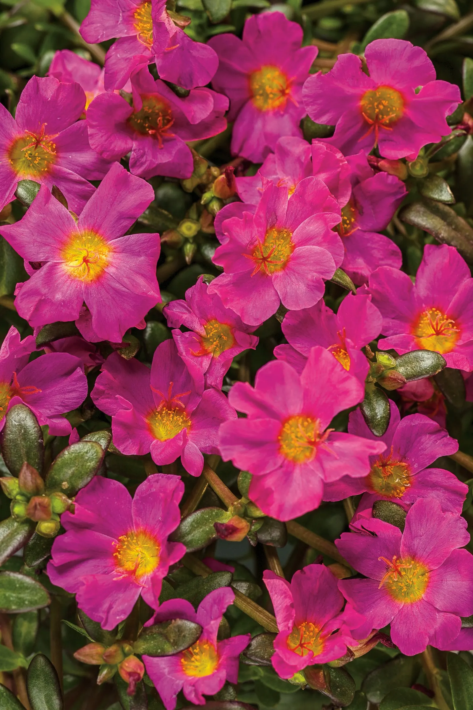 Purslane (Portulaca oleracea) — Part of the Proven Winners® collection; while bees and butterflies are drawn to their bright
