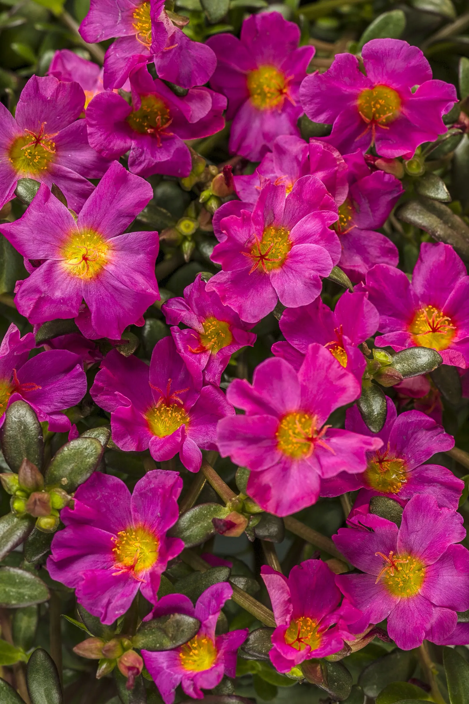 Purslane (Portulaca oleracea) — Its mounding-trailing habit makes it a natural spiller in mixed containers