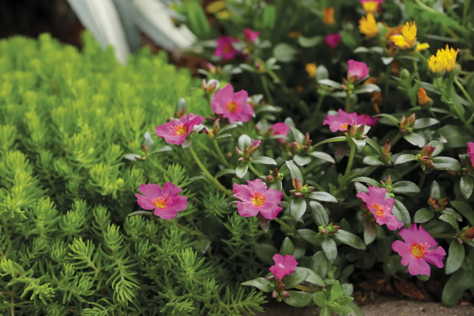 Purslane (Portulaca oleracea) — while bees and butterflies are drawn to their bright