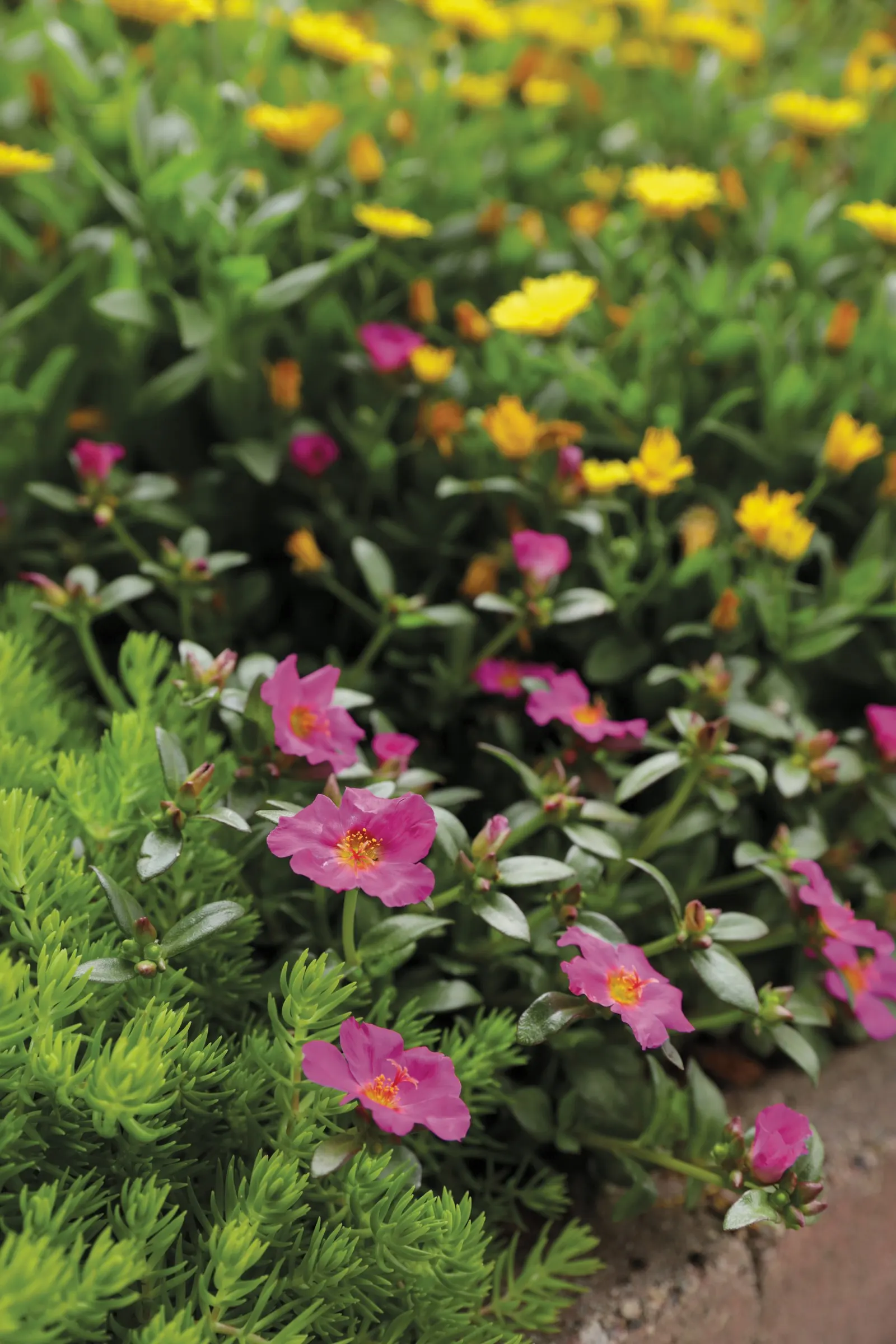 Purslane (Portulaca oleracea) — The Portulaca oleracea 'Fuchsia III'