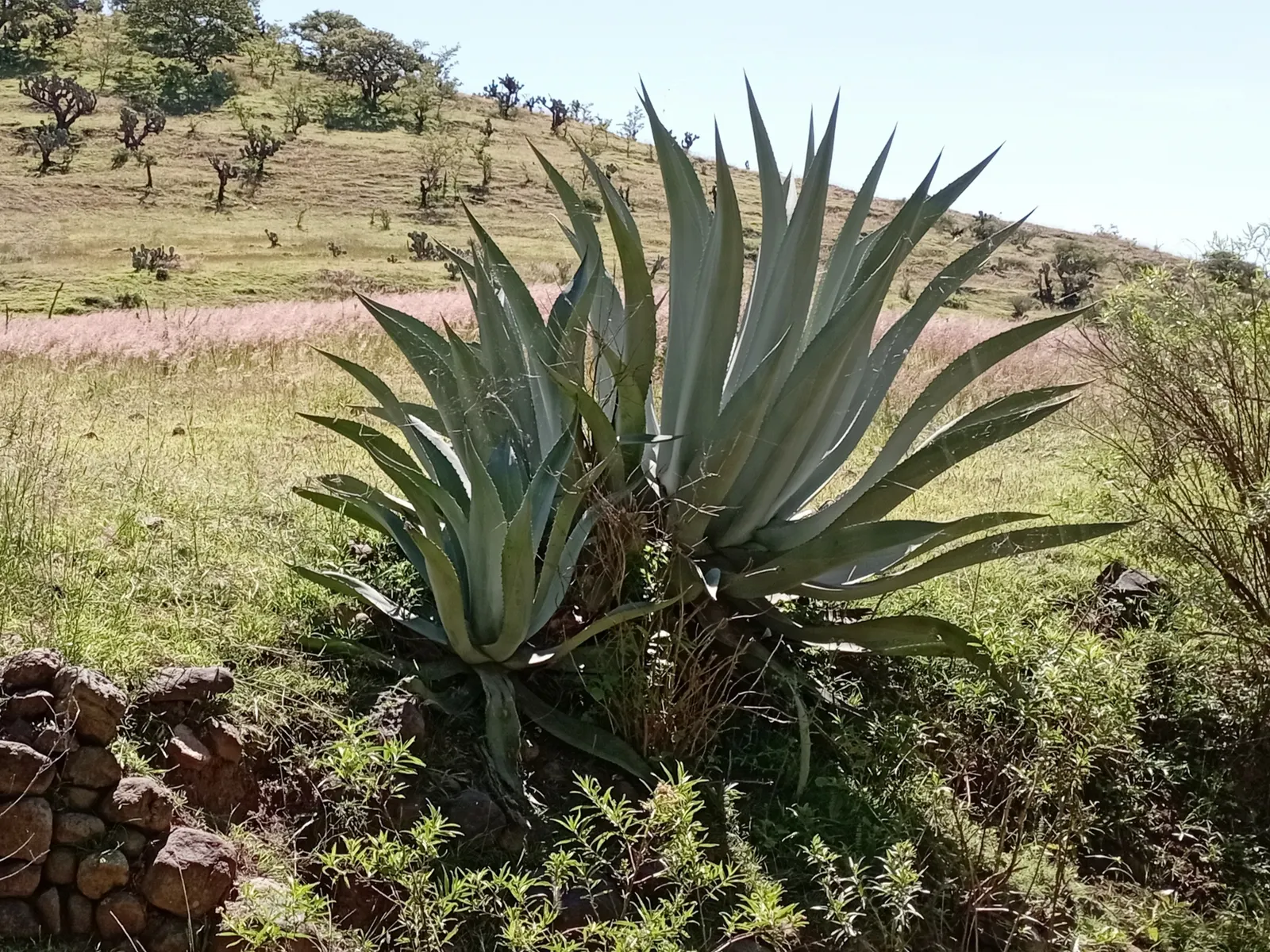 Fourcroydes Agave (Agave fourcroydes) — this plant features fleshy