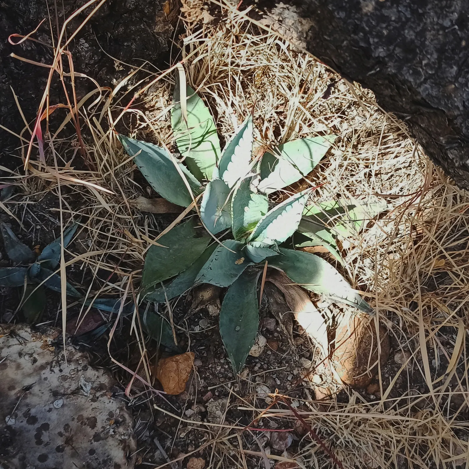 Fourcroydes Agave (Agave fourcroydes) — Its durable fibers are historically significant in rope-making