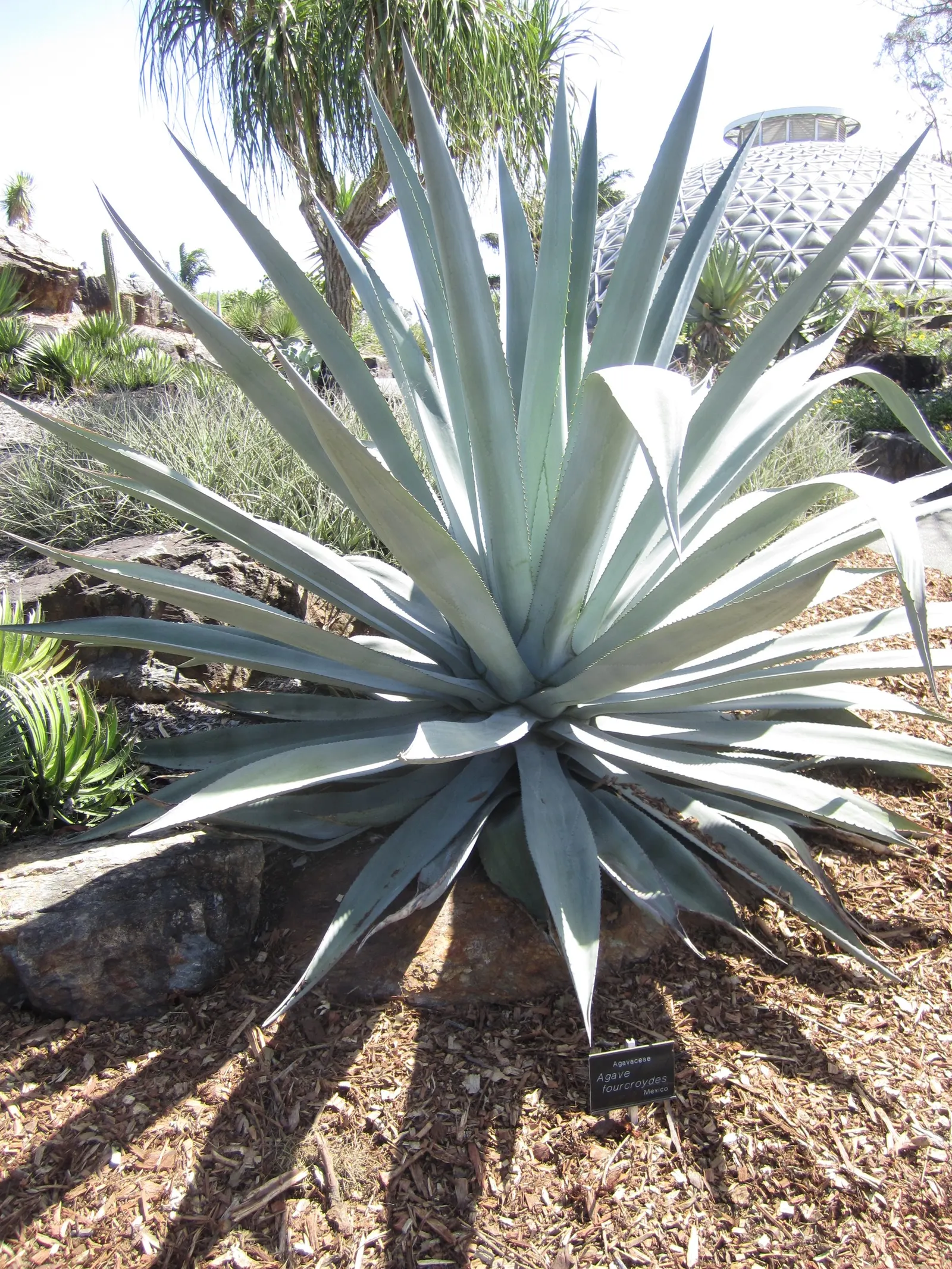 Fourcroydes Agave (Agave fourcroydes) — Adapted to hot, dry climates, it requires minimal watering