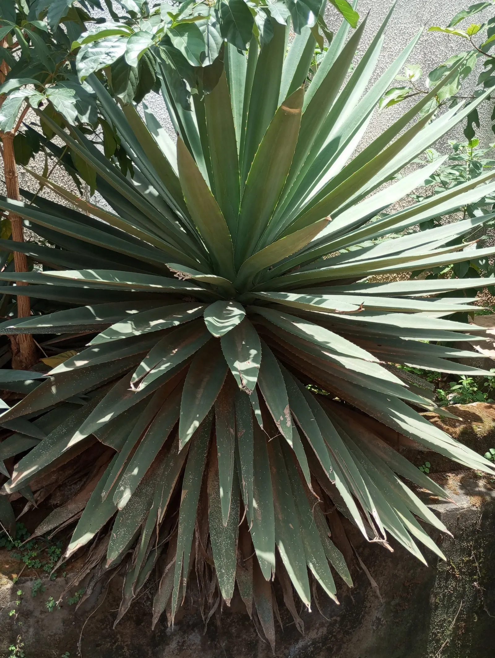 Fourcroydes Agave (Agave fourcroydes) — sword-like leaves growing up to 5 feet long