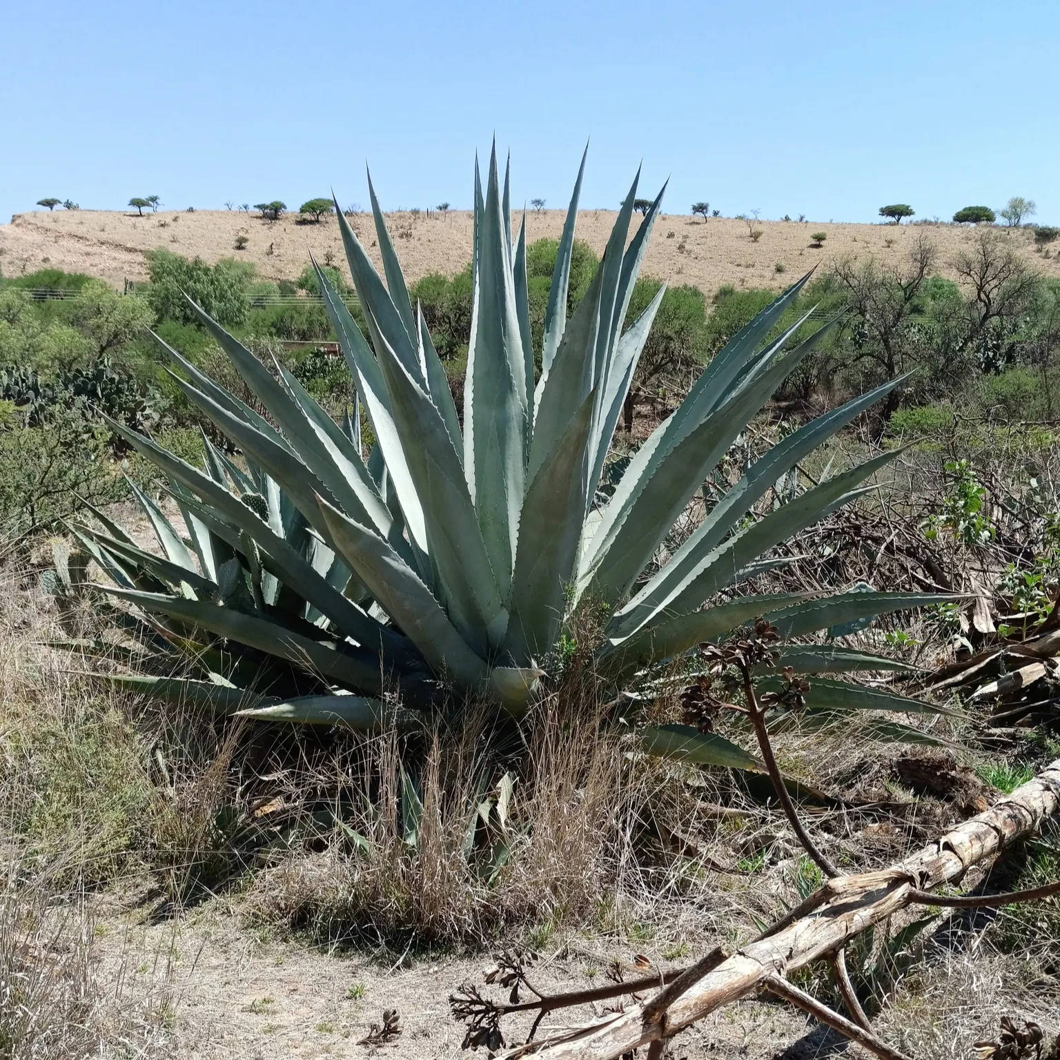 Fourcroydes Agave (Agave fourcroydes) — Adds architectural interest and requires full sun and well-draining soil