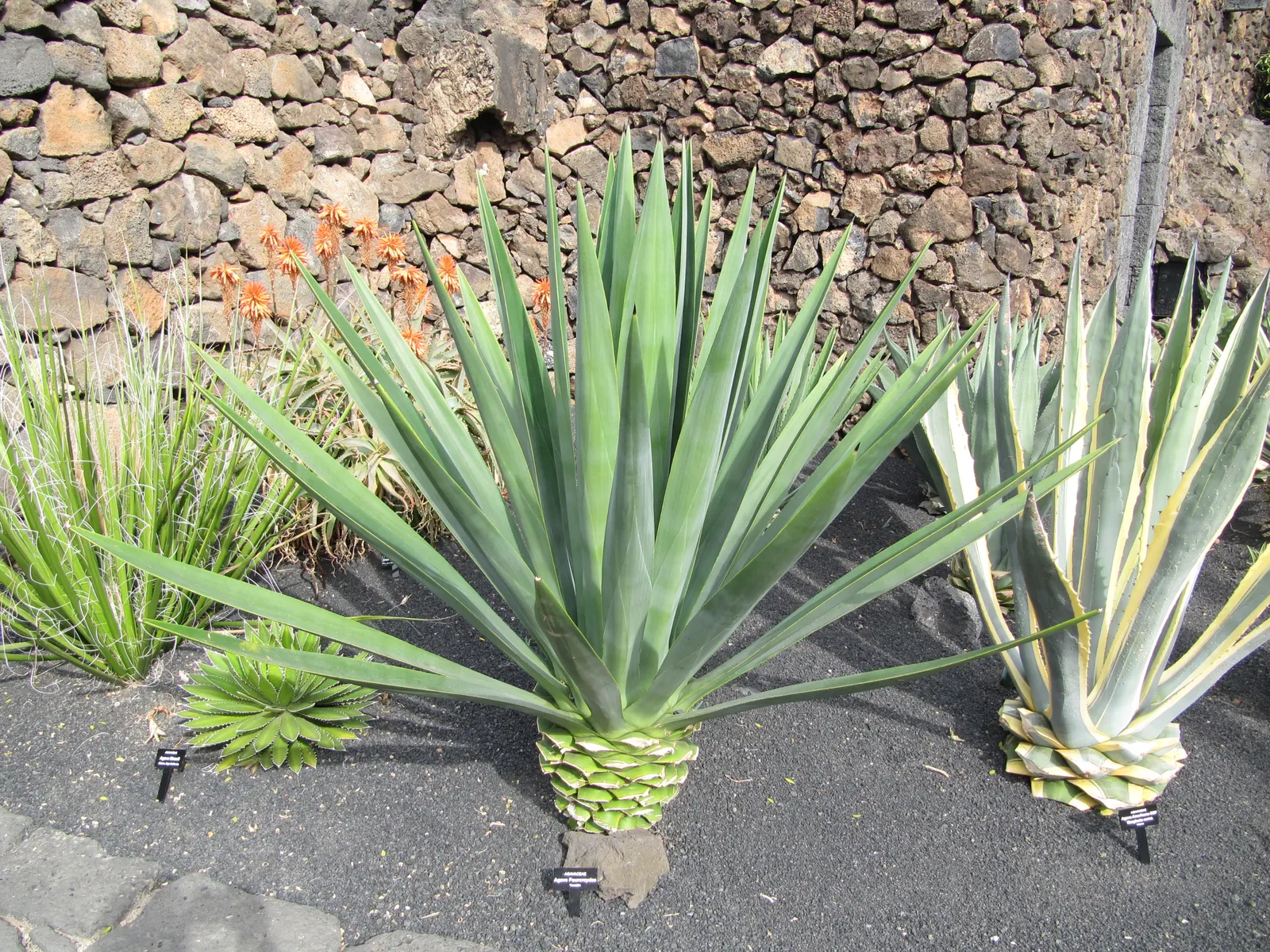 Fourcroydes Agave (Agave fourcroydes) — The Henequen Agave 'Agave fourcroydes' is a robust succulent, ideal for arid landscapes
