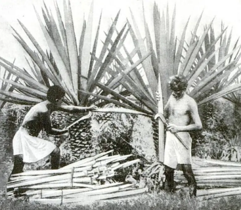 Fourcroydes Agave (Agave fourcroydes) — is an evergreen perennial that hails from the Yucatan Peninsula of Mexico