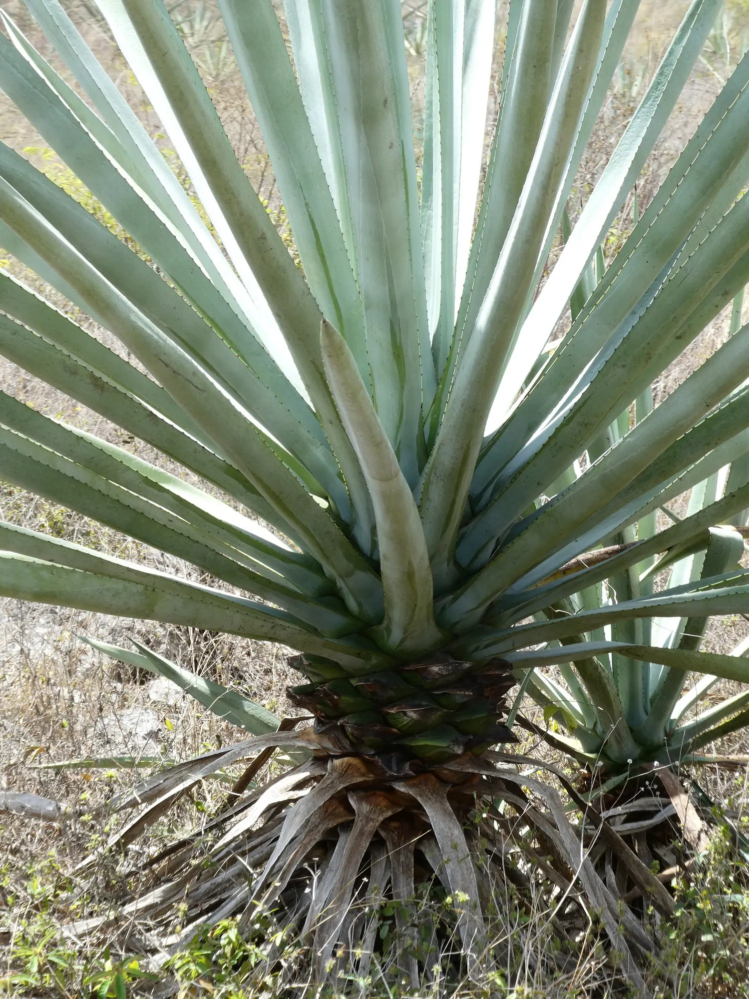 Fourcroydes Agave (Agave fourcroydes) — a robust material used in making ropes