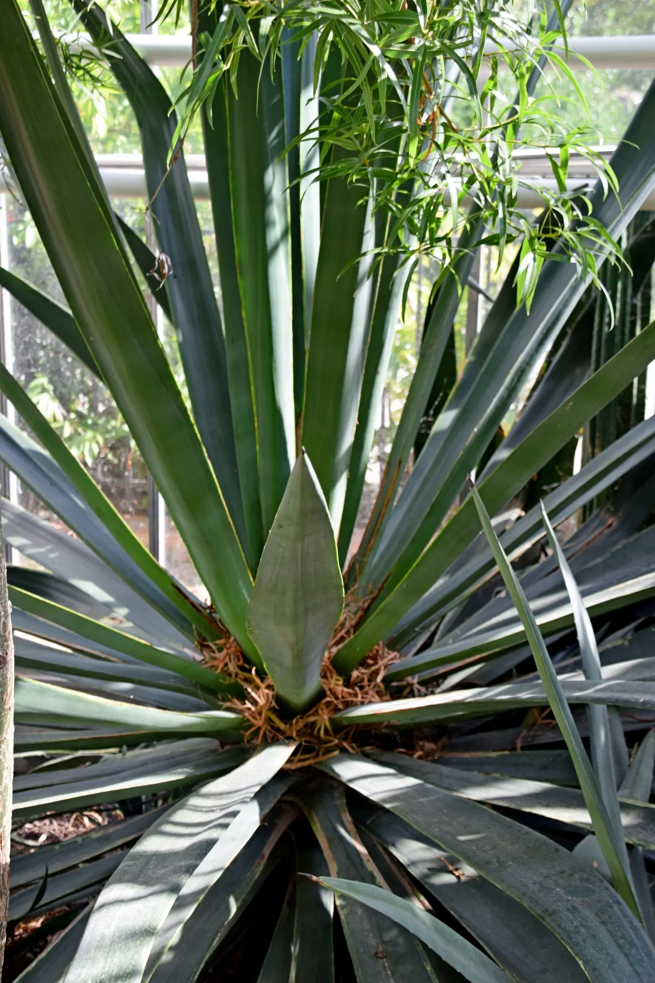 Fourcroydes Agave (Agave fourcroydes) — scientifically known as Agave fourcroydes