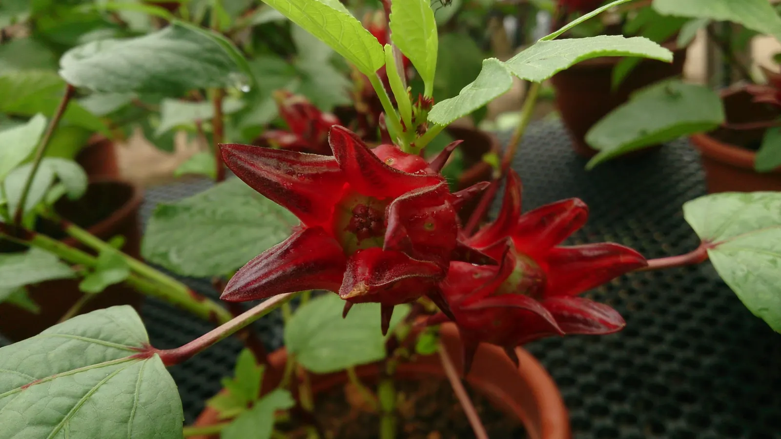 Jamaica Hibiscus (Hibiscus Rosa-Sinensis 'Jamaica') — the Jamaica Hibiscus forms a dense; particularly admired for its prolific blooming and tropical appeal