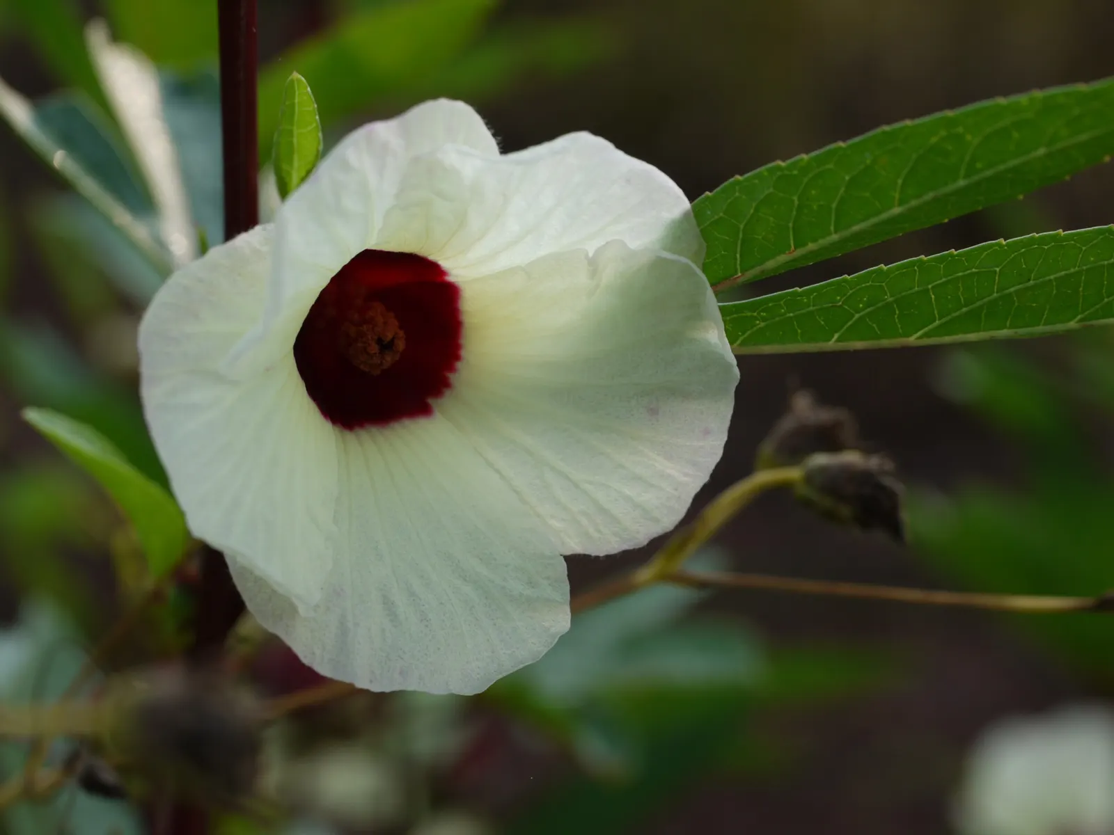 Jamaica Hibiscus (Hibiscus Rosa-Sinensis 'Jamaica') — eye-catching shrub commonly known as the Jamaica Hibiscus; showy petals range in color from deep red to