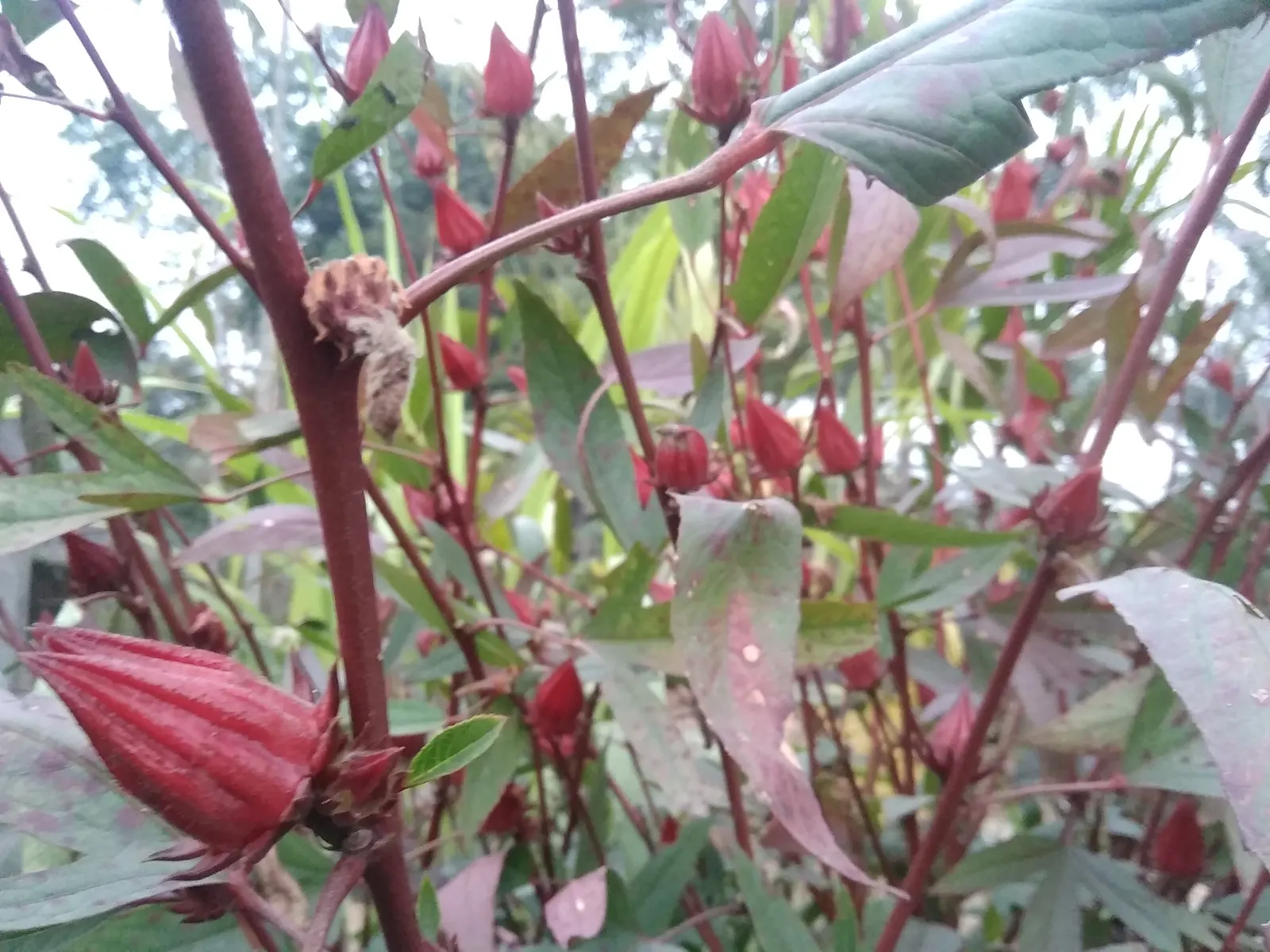 Jamaica Hibiscus (Hibiscus Rosa-Sinensis 'Jamaica') — fertile soils with a pH range of 6.5 to 6.9
