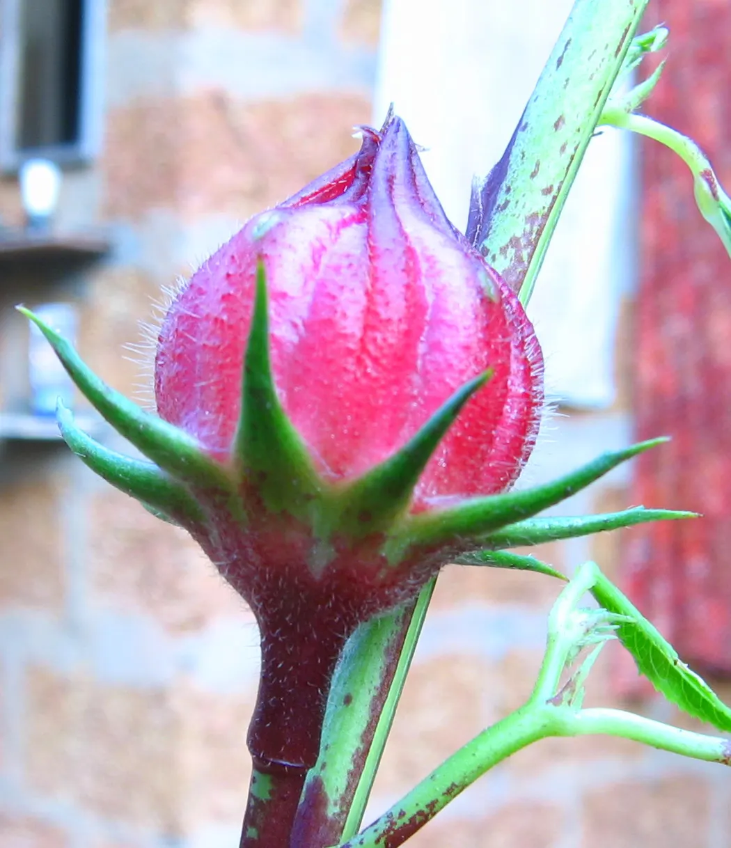 Jamaica Hibiscus (Hibiscus Rosa-Sinensis 'Jamaica') — such as hummingbirds and butterflies