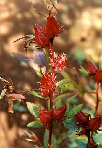 Jamaica Hibiscus (Hibiscus Rosa-Sinensis 'Jamaica') — large blooms measuring up to 6 inches across with deep red petals and glossy dark green leaves; the